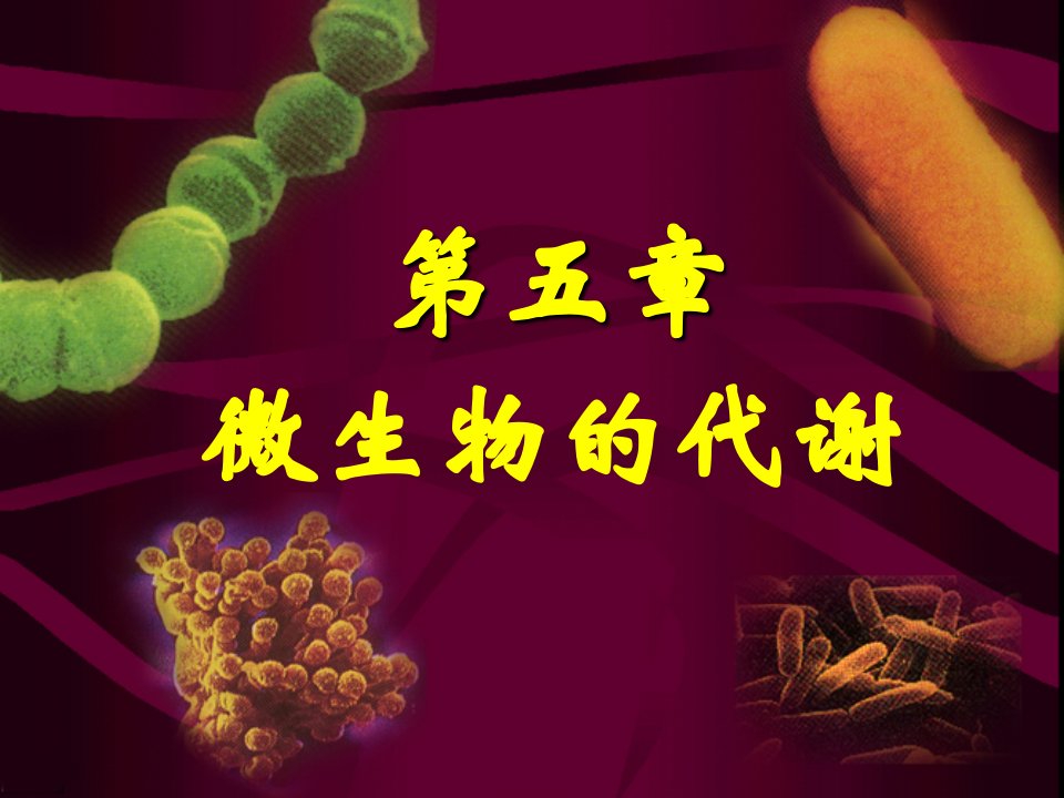 第五章_微生物代谢__ppt_教学课件