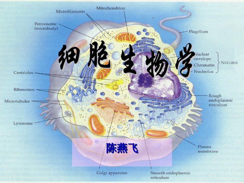 细胞生物学第一章课件