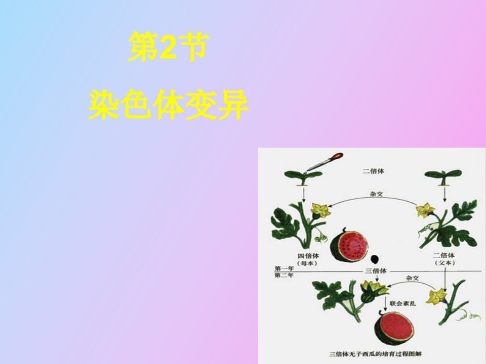 染色体变异正式