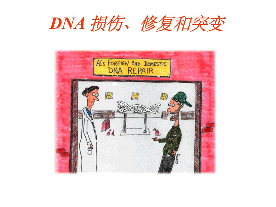 DNA损伤与修复ppt课件