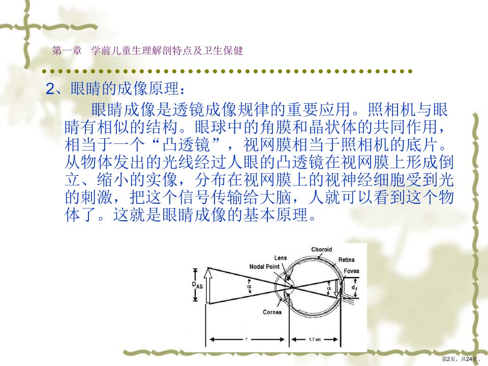 学前儿童生理解剖特点及卫生保健学前教育系课件