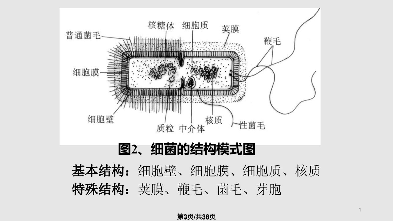 细菌分布与消毒灭菌