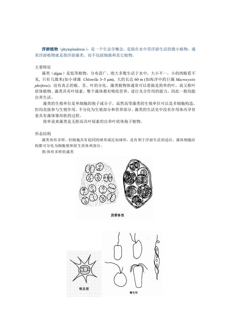 浮游植物概述基础