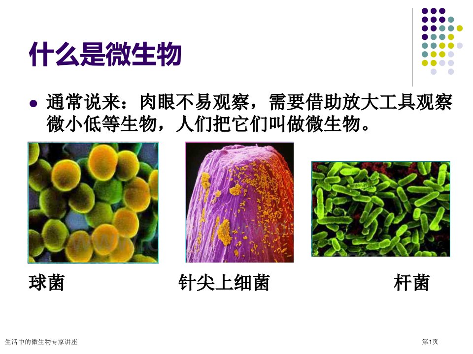 生活中的微生物课件PPT