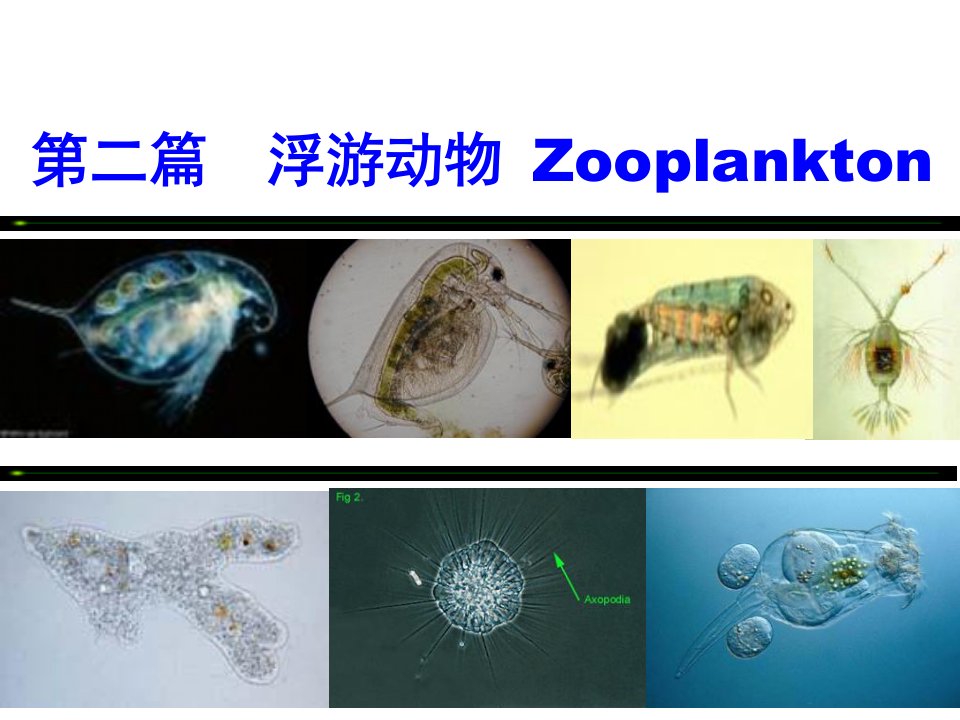 《水生生物学桡足类》PPT课件