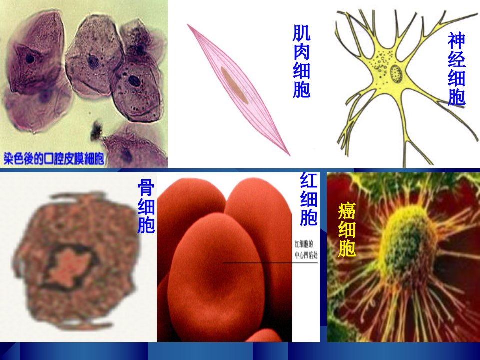 七年级生物上册细胞分化形成组织北师大版ppt课件