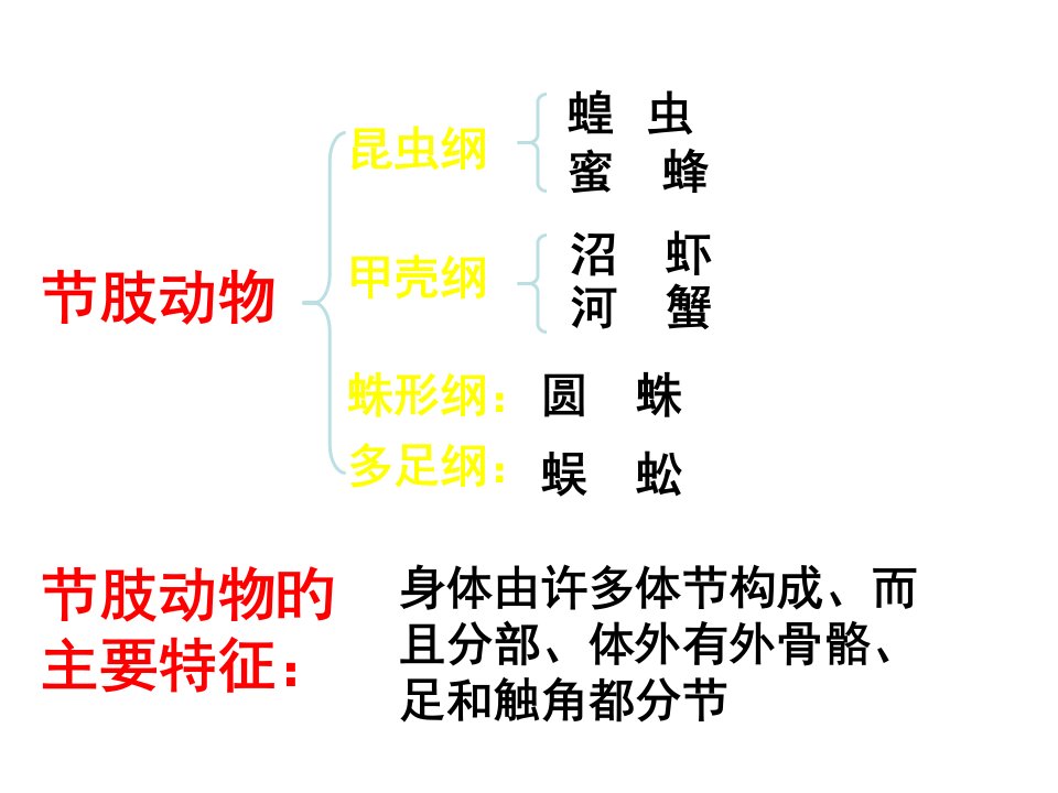 九年级生物昆虫的外部形态公开课获奖课件省赛课一等奖课件