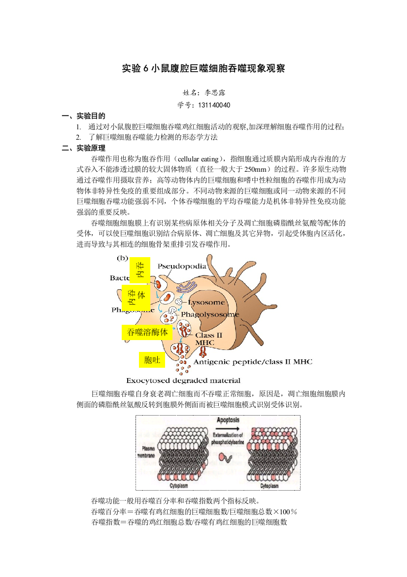 实验小鼠腹腔巨噬细胞吞噬现象观察