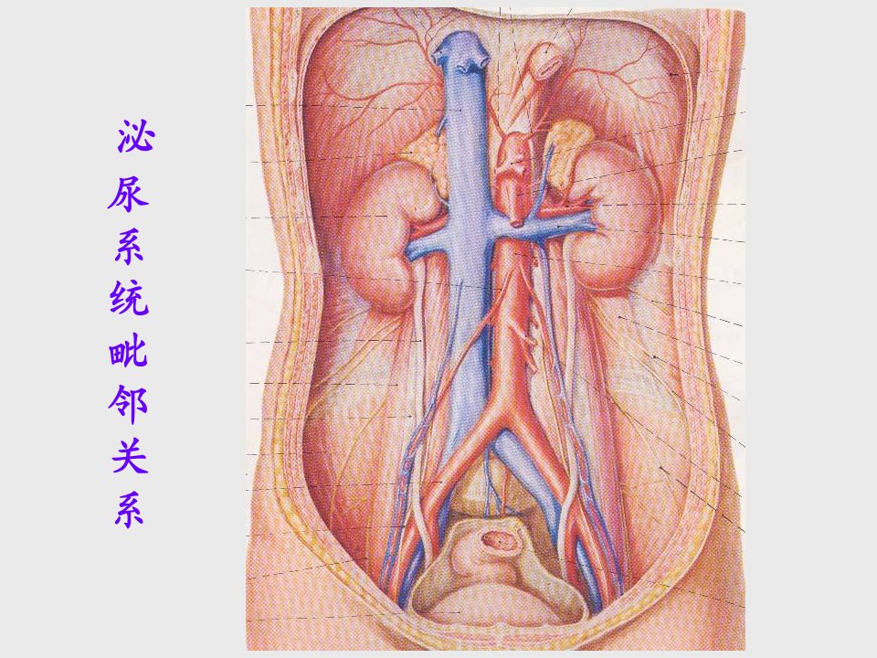 泌尿系统影像诊断共70张幻灯片