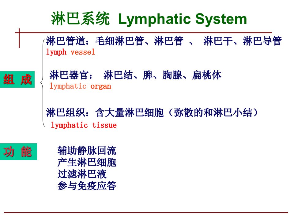 《人体淋巴系统》PPT课件