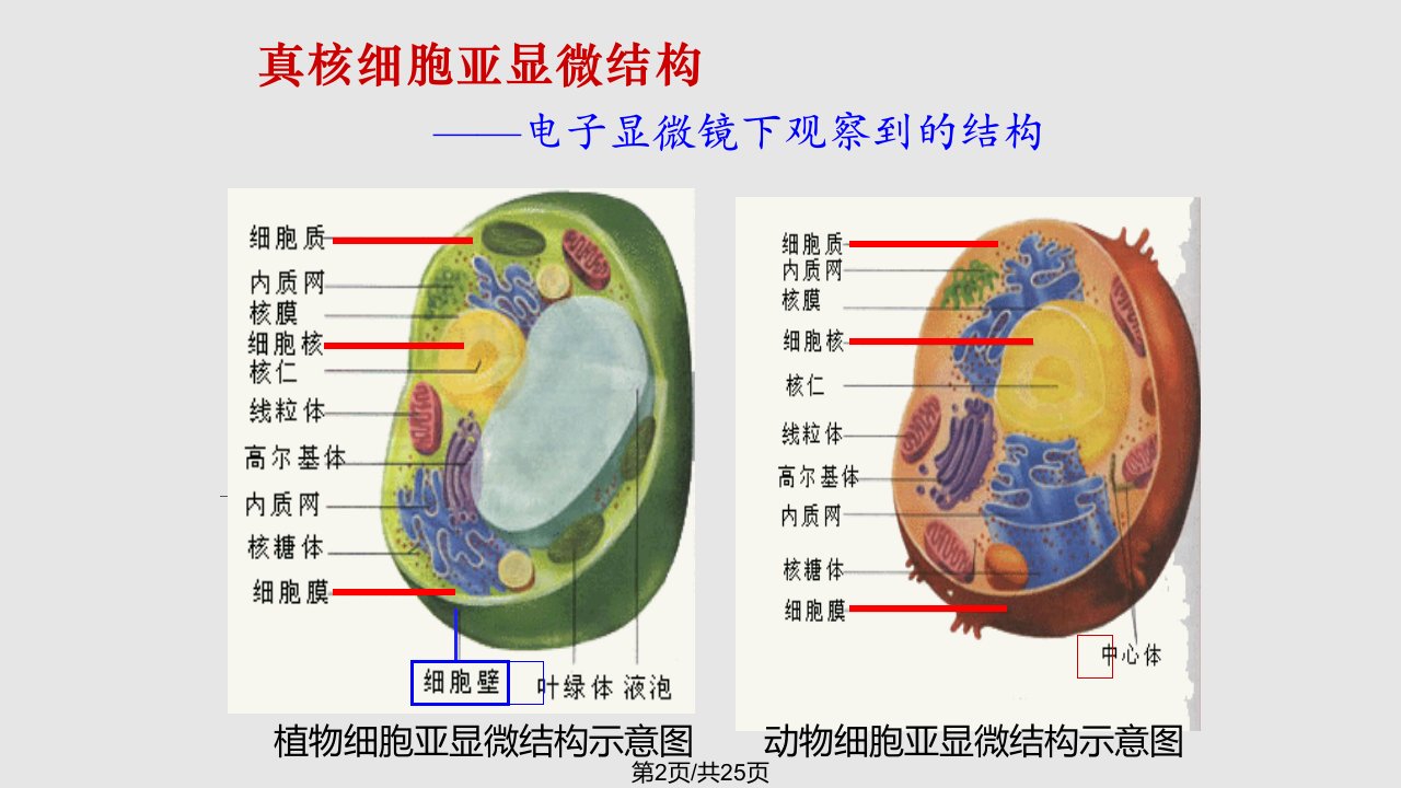 细胞膜系统的边界陈廷锋