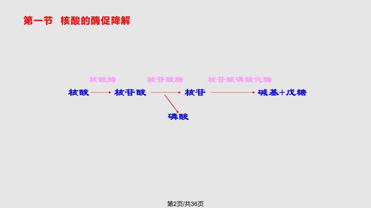 生物化学核酸的酶促降解和核苷酸代谢