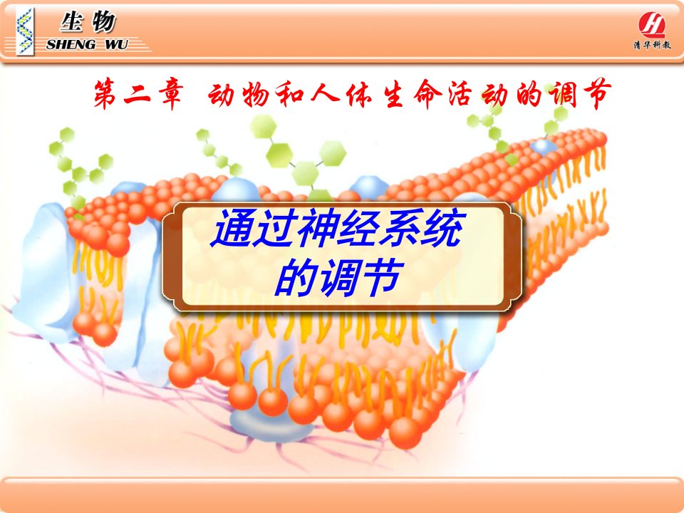 生物学必修3.2.1《通过神经系统的调节》PPT课件