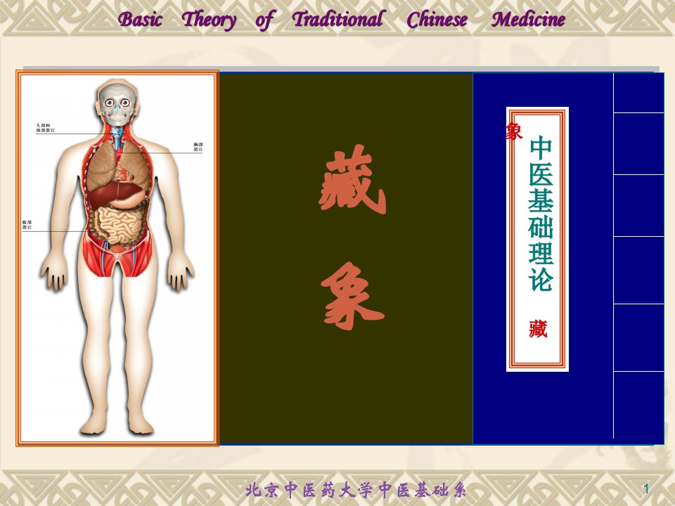 藏象学说-脏腑之间关系