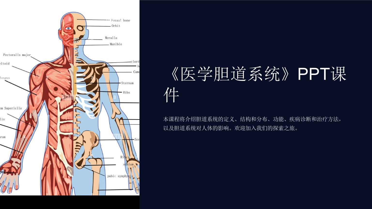 《医学胆道系统》课件