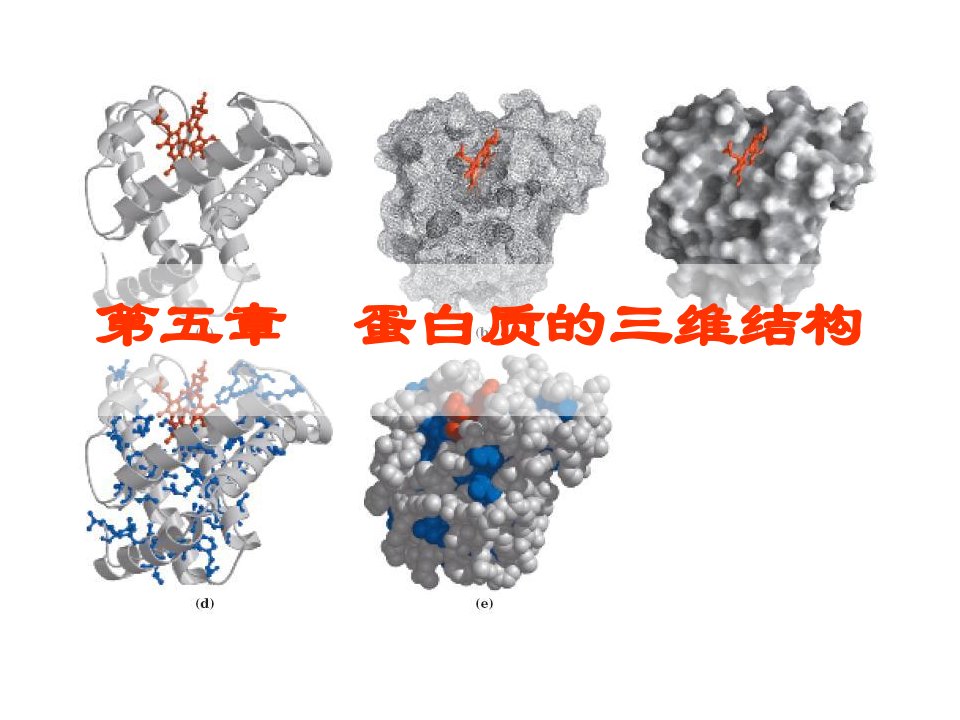 蛋白质的三维结构