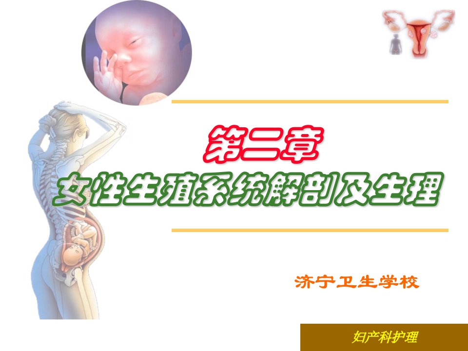 第二章女性生殖系统解剖及生理课件