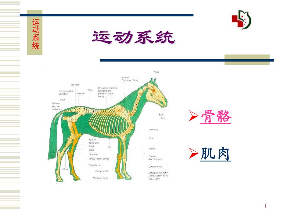 《运动系统骨骼》PPT课件