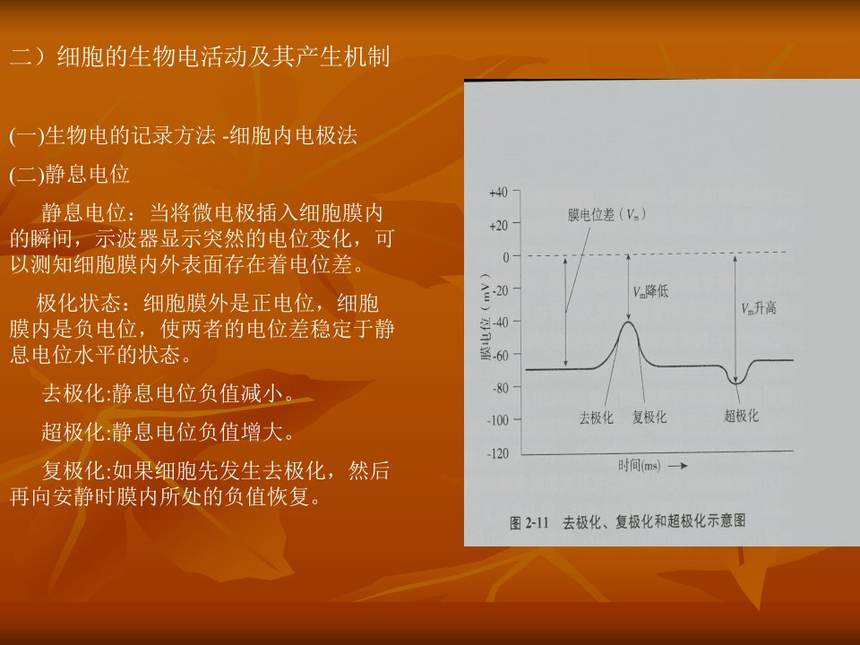 生物电活动ppt课件