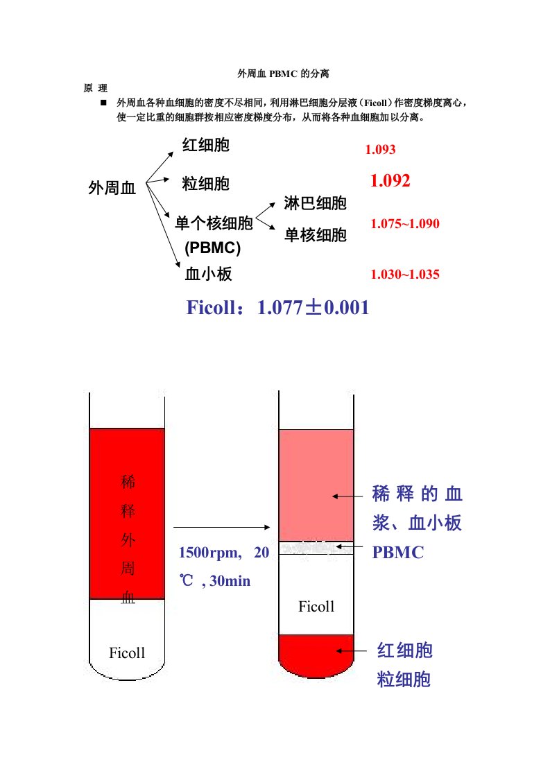 外周血PBMC的分离