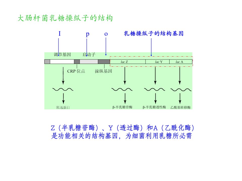 动物生物化学16基因表达的调节