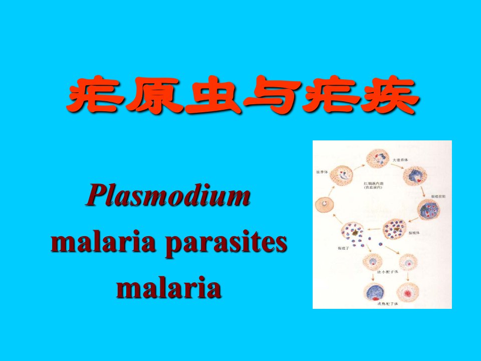 d寄生虫学第十二讲(疟原虫)