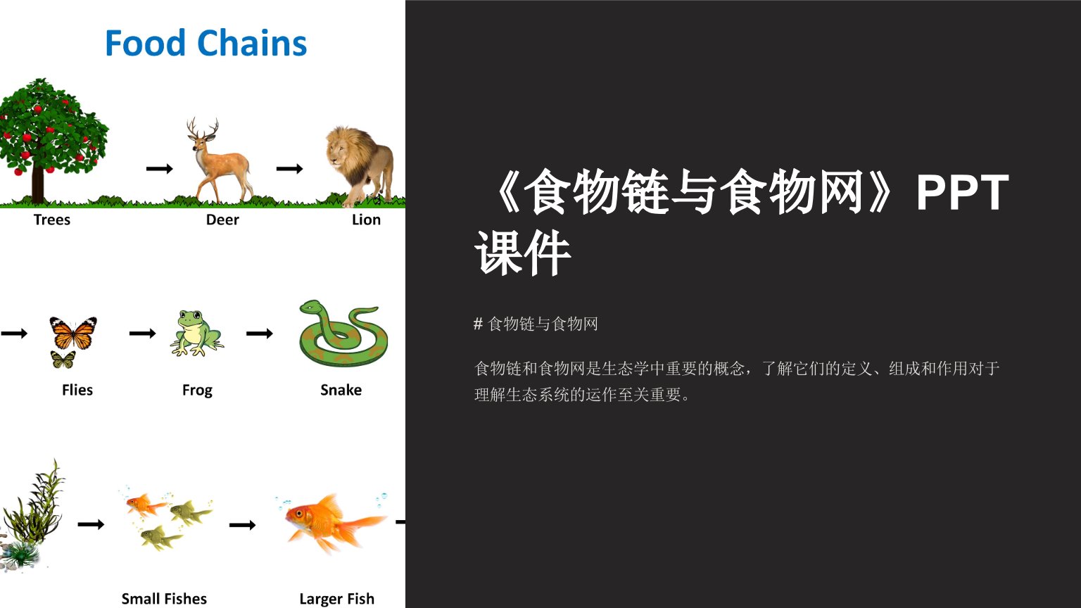 《食物链与食物网》课件