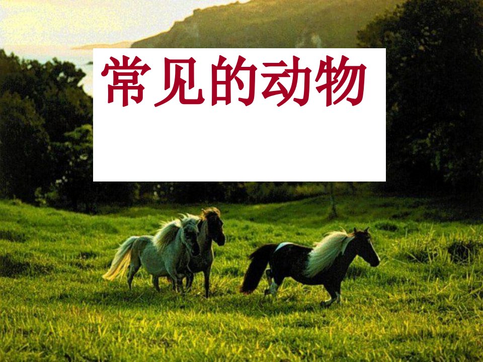 常见的动物-无脊椎动物