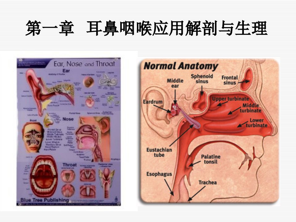 耳鼻喉的生理解剖