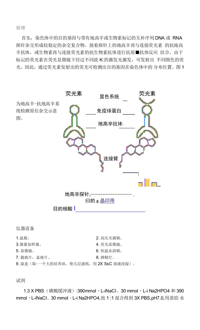 植物染色体荧光原位杂交