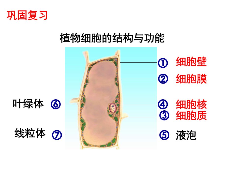 3.2人和动物细胞的结构和功能