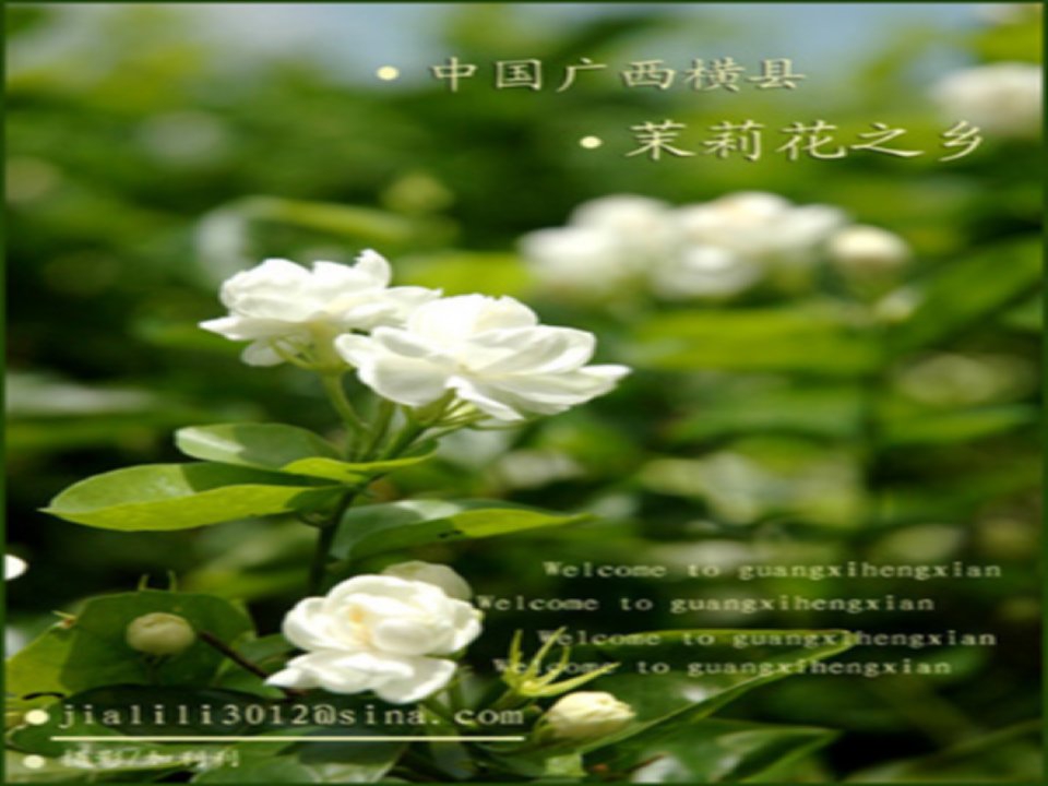 广西横县茉莉花艺术节-课件（PPT·精·选）