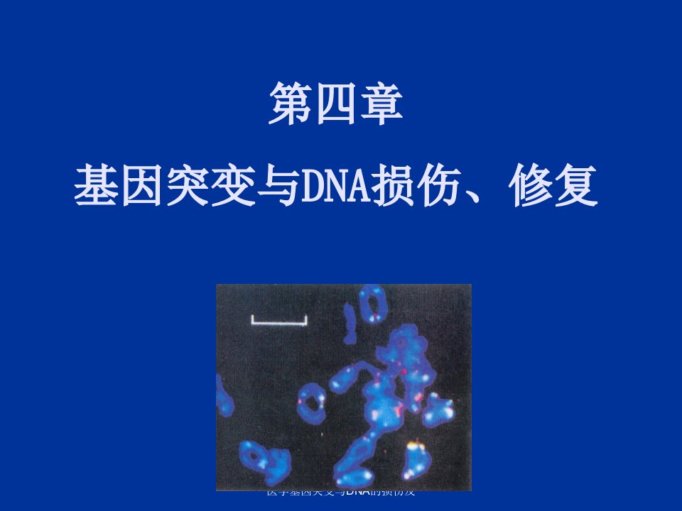 医学基因突变与DNA的损伤及课件