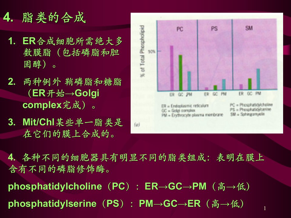 细胞生物学-考研ppt课件-第7章-细胞内膜系统(续)