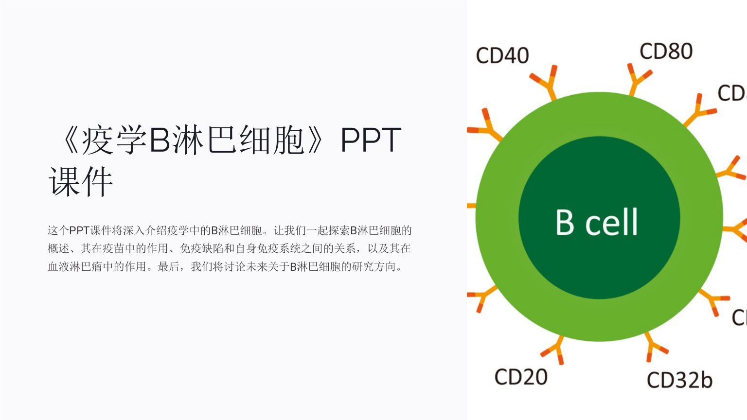 《疫学B淋巴细胞》课件