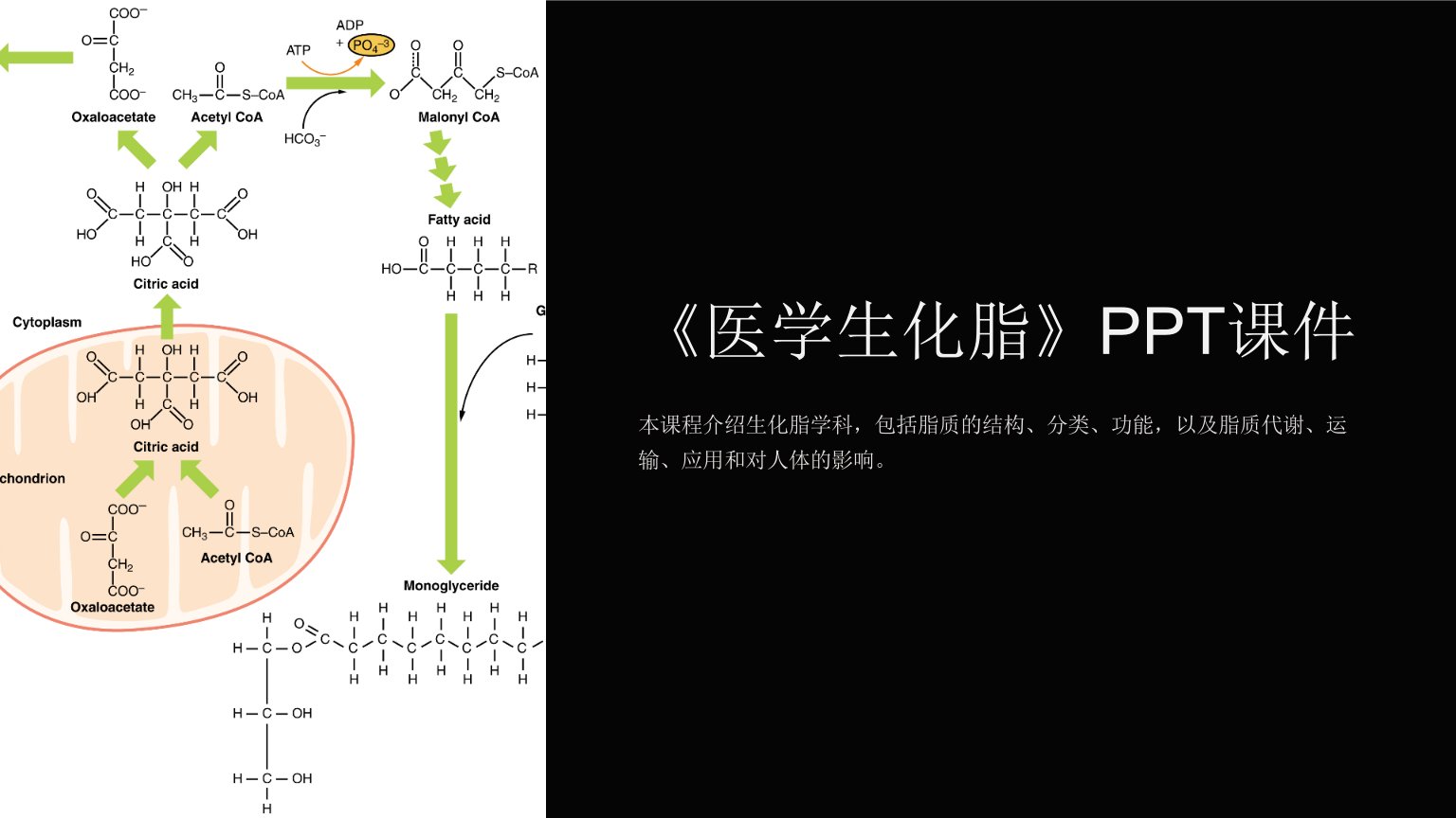 《医学生化脂》课件