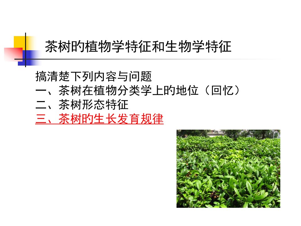 茶树的植物学特征和生物学特性转载老师公开课一等奖市赛课获奖课件