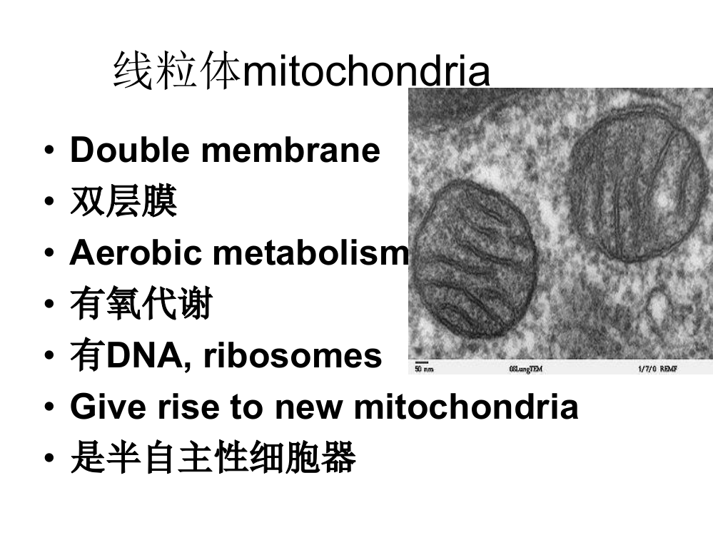 线粒体到微丝ppt课件