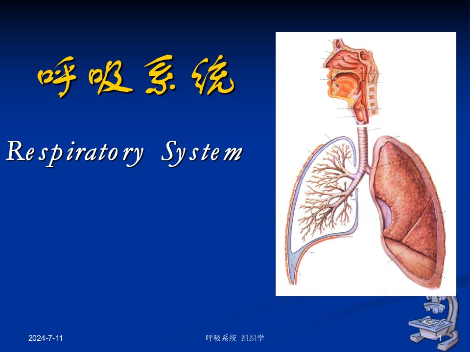 组织学与胚胎学呼吸