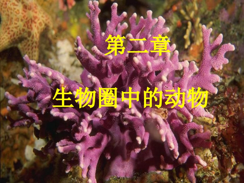 《无脊椎动物济南》PPT课件