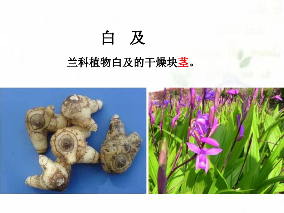 医学专题根及根茎类药材5白及姜黄郁金麻黄根地榆仙茅金果榄分解