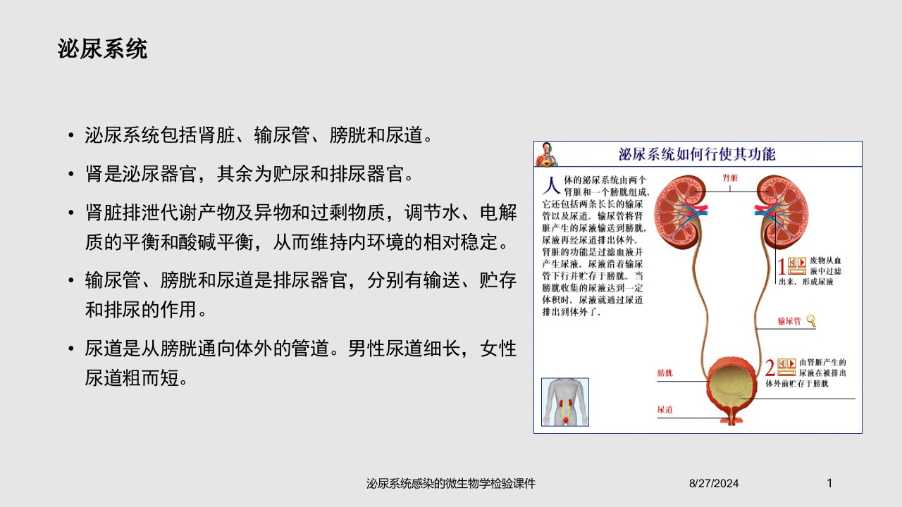 泌尿系统感染的微生物学检验课件