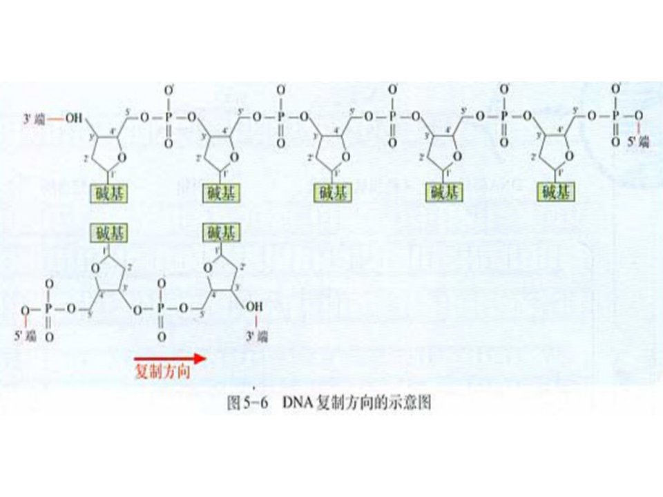 基因的表达和结构