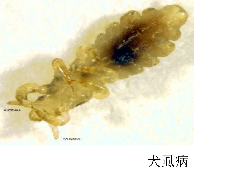 兽医药理学课件：第12章-2体外寄生虫