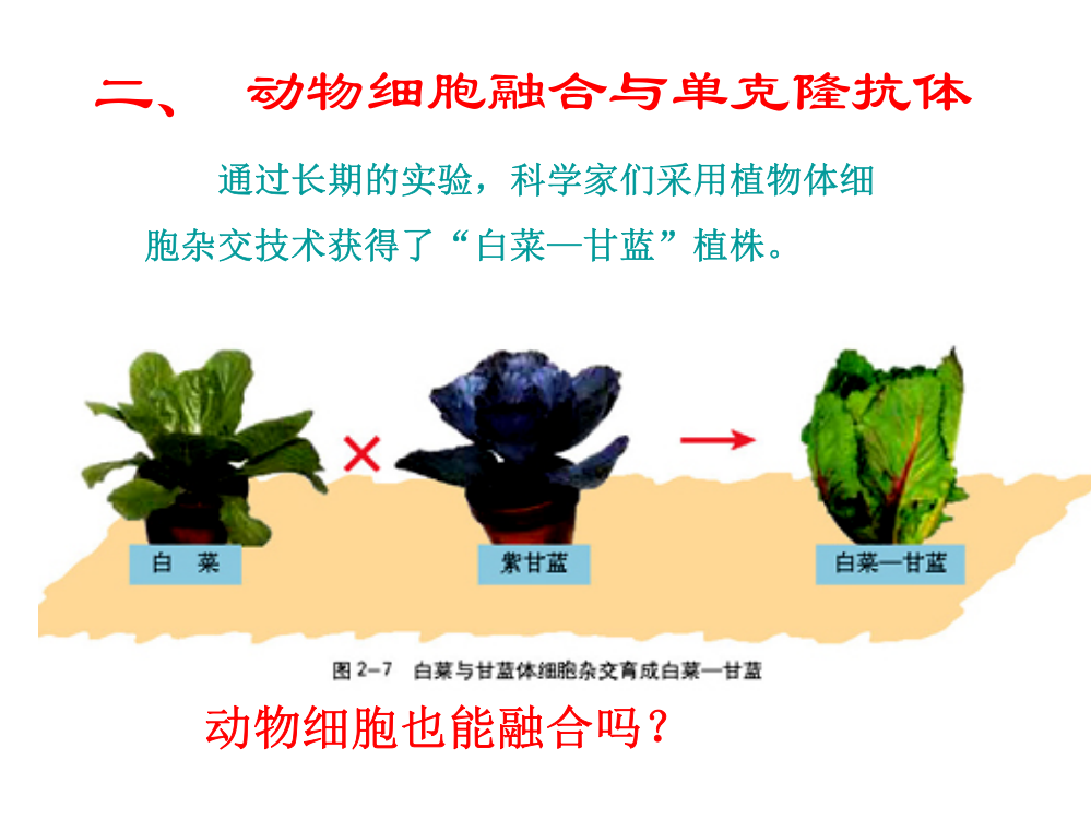 xsl新新222动物细胞融合与单克隆抗体