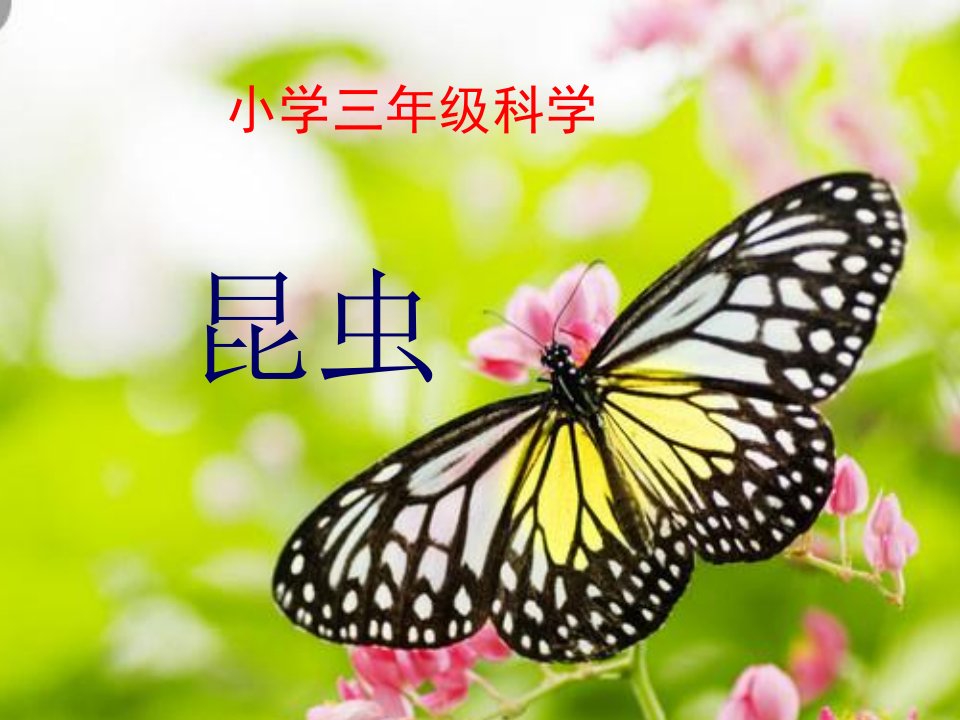 小学科学三年级下《4昆虫》课件