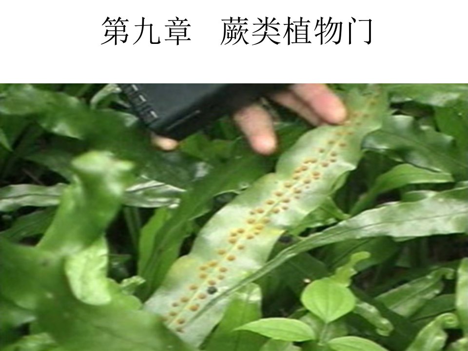 药用植物学-第九章-蕨类植物门