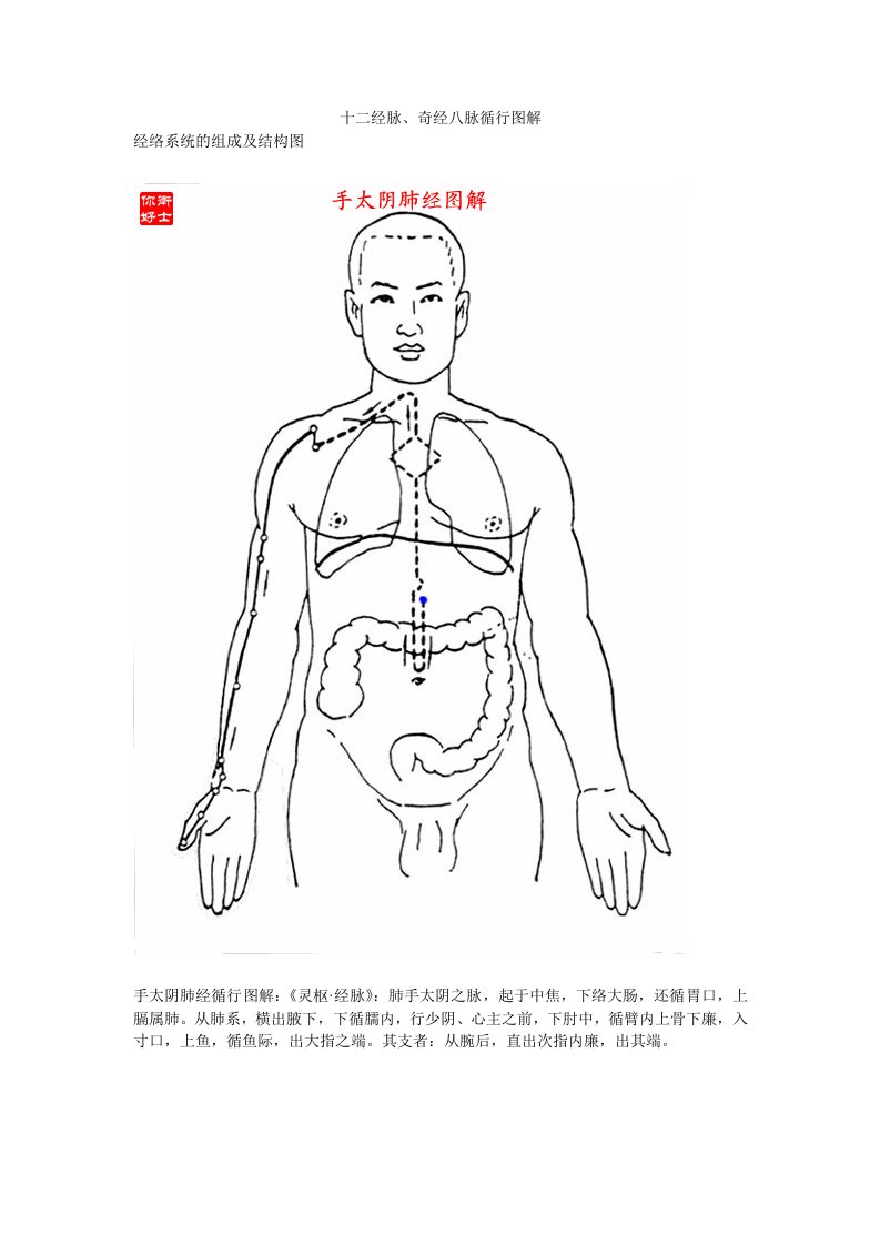 十二经脉、奇经八脉循行图解