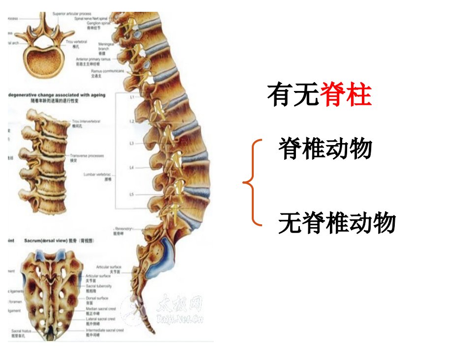 第一章动物的主要类群复习39PPT