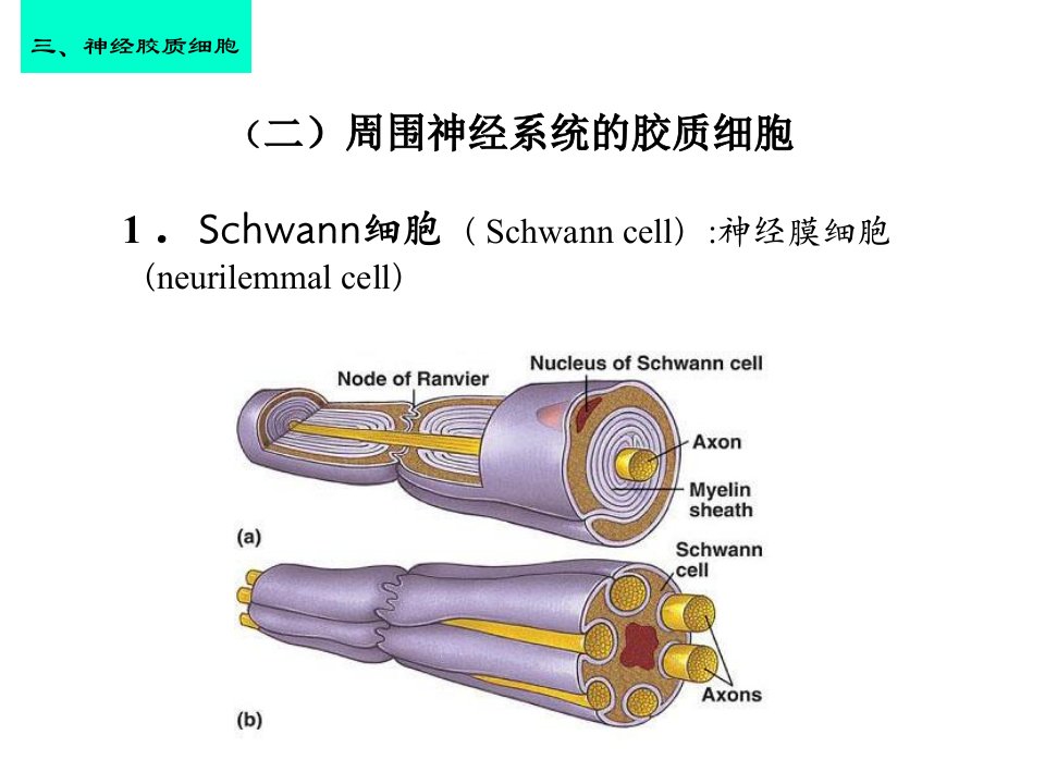 神经组织2大班2C皮肤